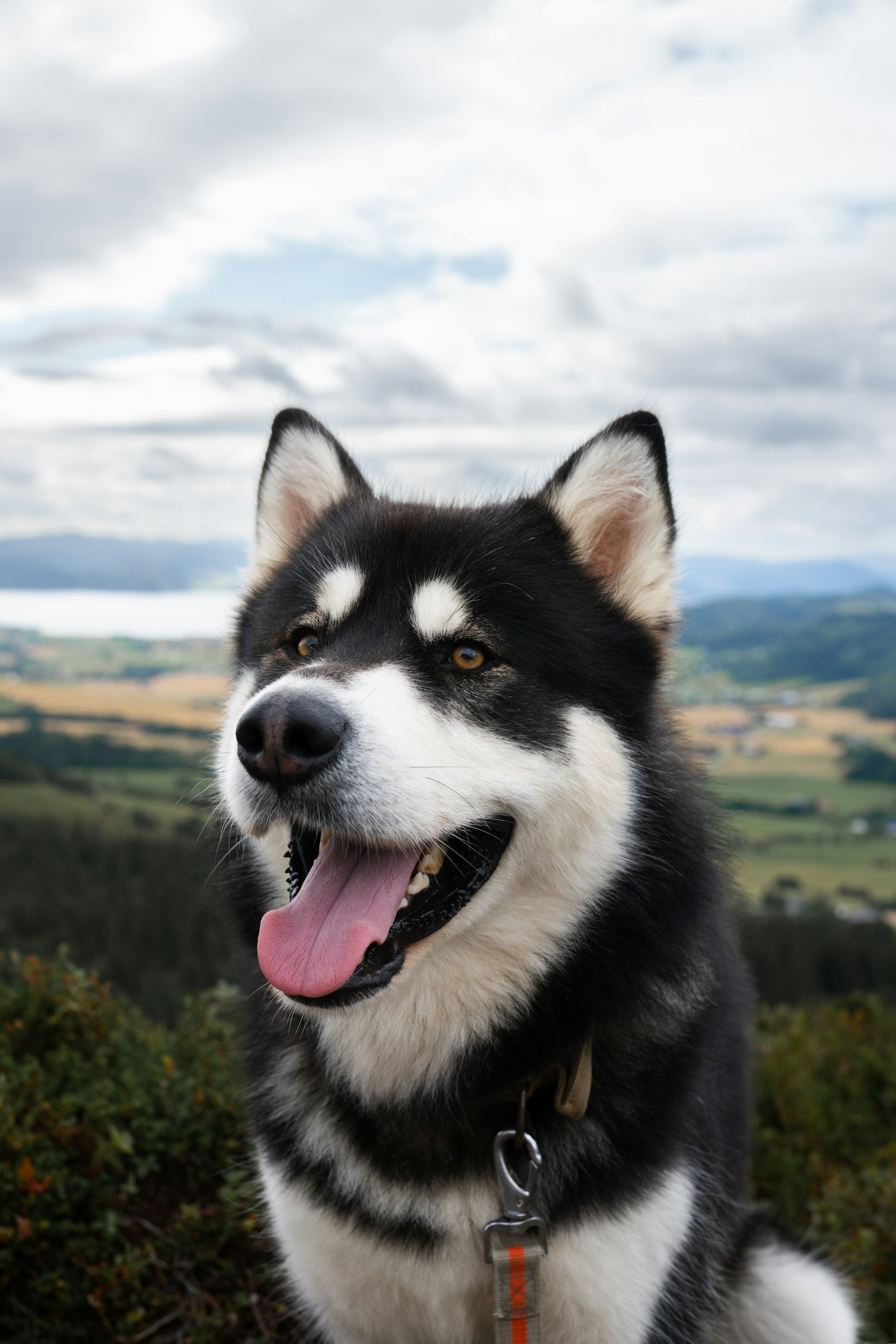 Alaskan malamute